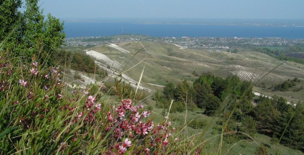 Хвалынск лес