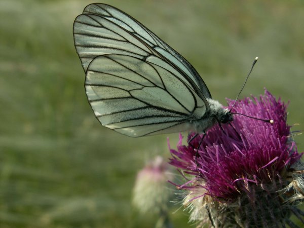 Хвалынский национальный парк Флора