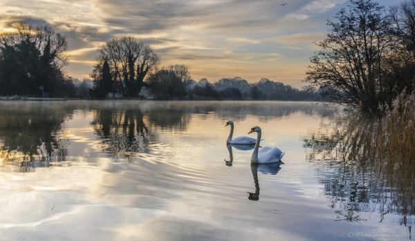 Река лебедь