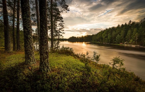 Сосновый лес река Липовка