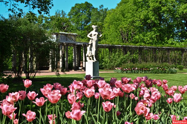 Екатерининский парк май цветок