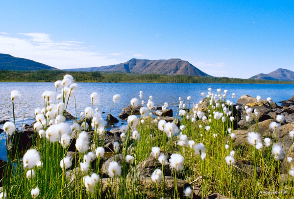 Плато Путорана Флора