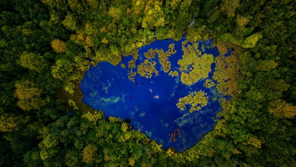 Лес озеро вид сверху