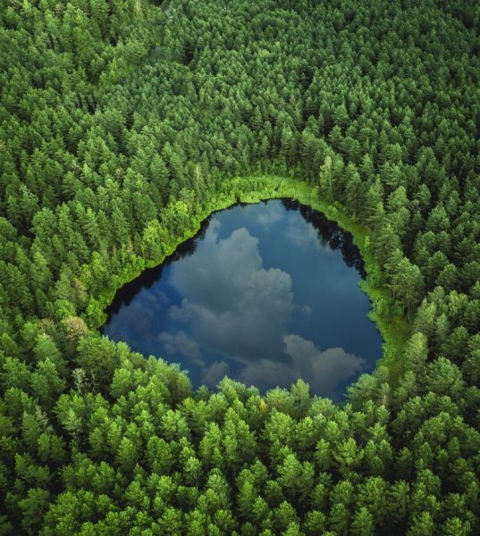 Озеро Селигер леса