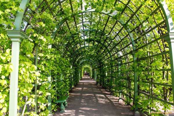 Летний сад в Санкт-Петербурге арка