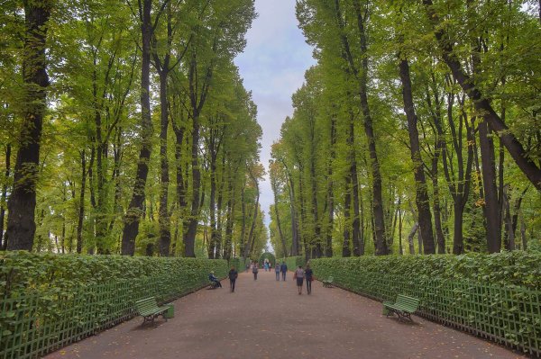 Липы в летнем саду в Санкт-Петербурге