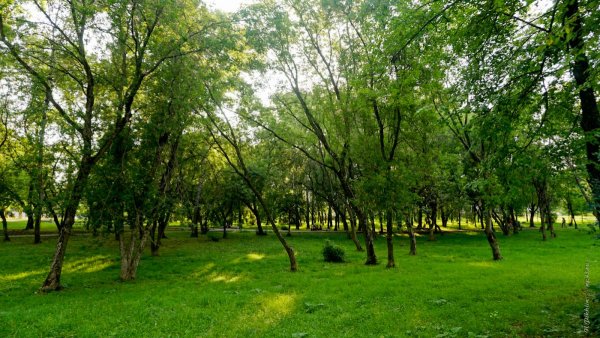 Сад имени Кирова Новосибирск