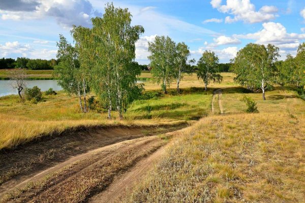 Калачинские леса Омская область