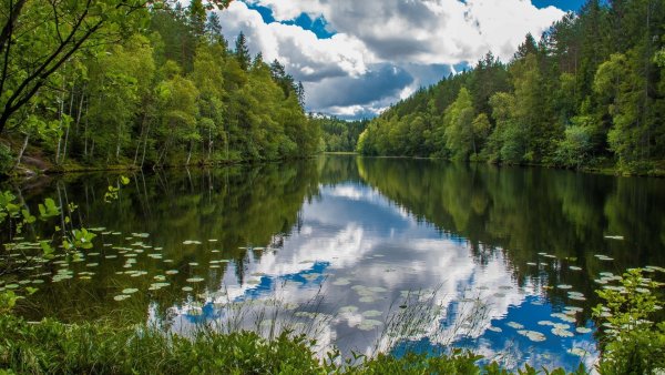 Природа речка