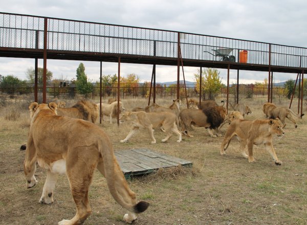 Тайган сафари парк в Крыму