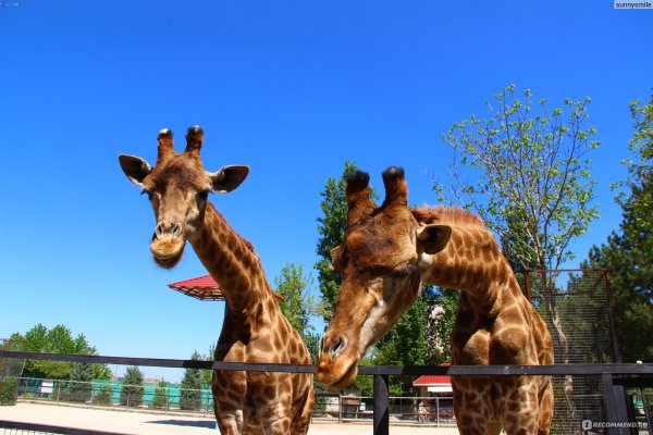 Тайган парк Львов сафари парк в Крыму