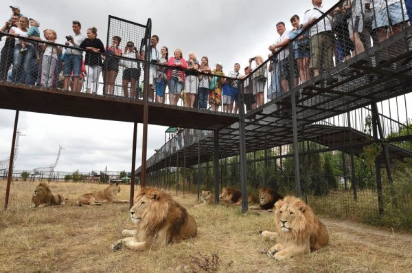 Белогорск Крым сафари парк Тайган