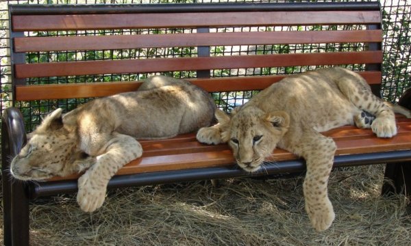 Тайган сафари парк в Крыму