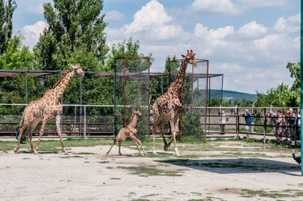 Парк Тайган Крым