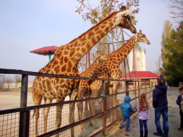 Парк Тайган Крым