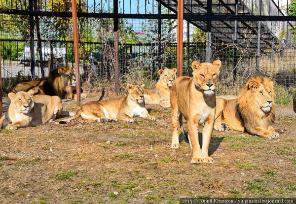 Тайган сафари парк Львов