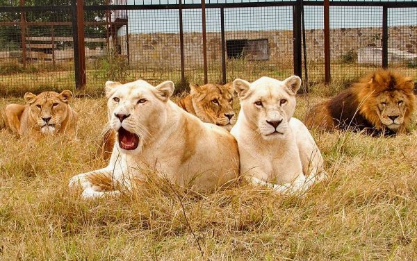 Тайган сафари парк