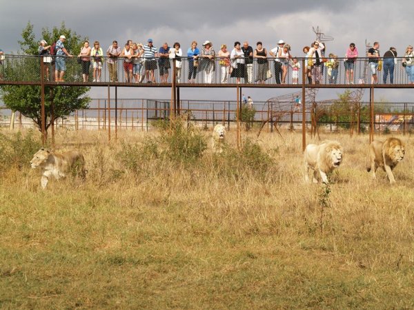 Парк Львов Тайган