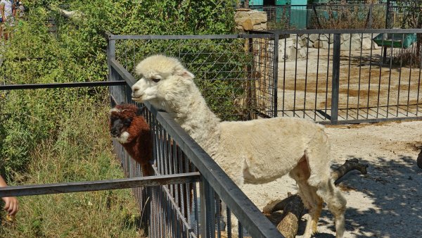 Белогорск Крым сафари парк Тайган