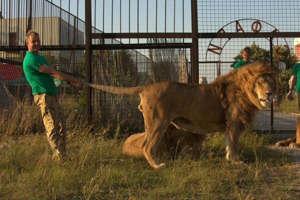 Парк Львов Тайган, Белогорск