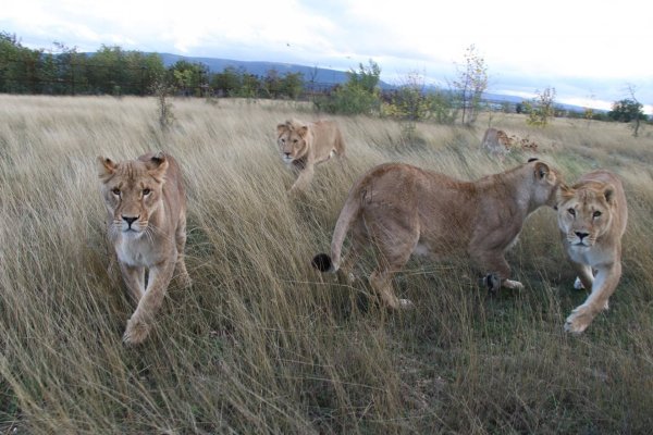 Крымский сафари-парк Тайган