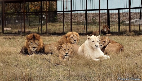 Парк Львов Тайган