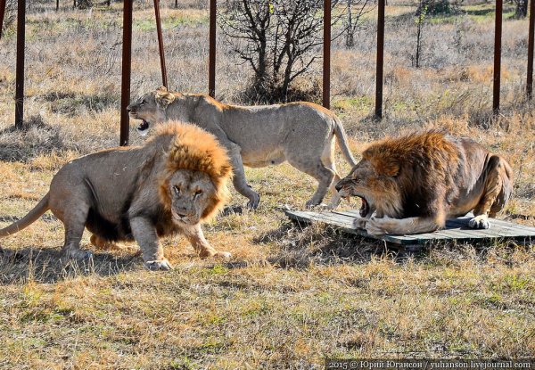 Крымский сафари-парк Тайган