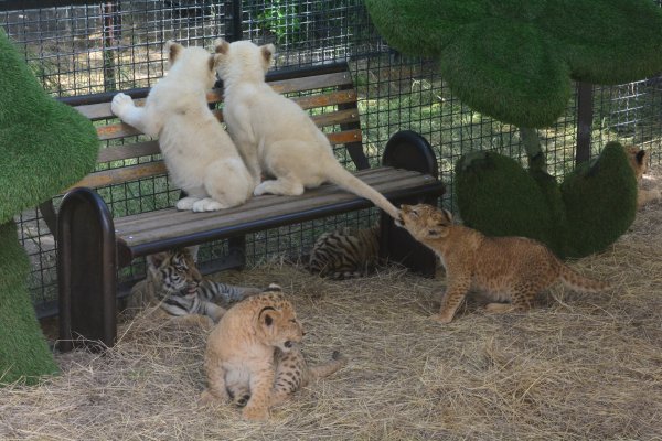 Парк Львов Тайган в Крыму