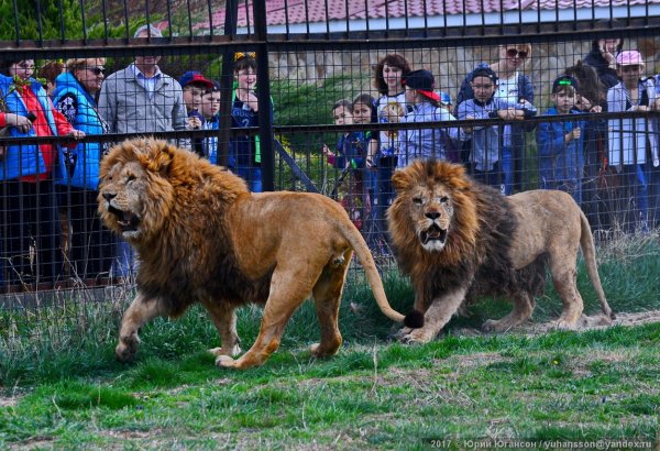 Парк Львов Тайган