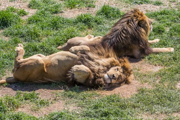 Парк Львов Тайган