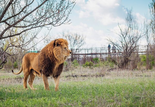 Парк Львов Тайган