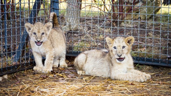 Животные сафари парк Тайган Крым