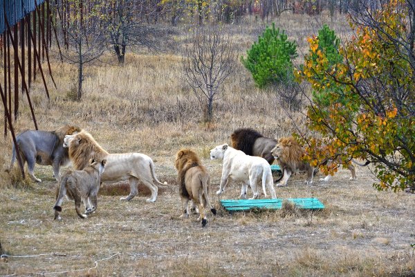 Сафари парк Белогорск Крым