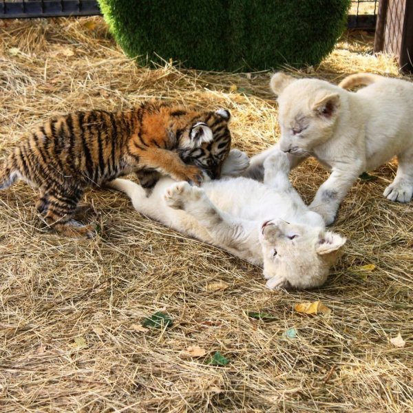 Тайган сафари парк