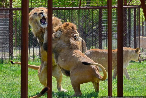 Парк Львов Тайган