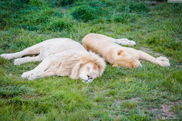 Парк Львов Тайган