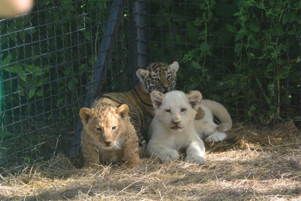 Сафари парк Белогорск Крым