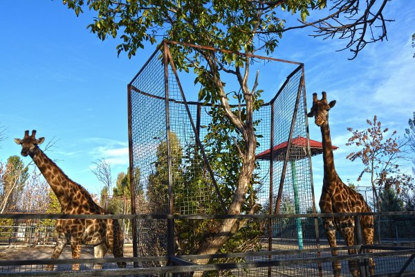 Город Белогорск сафари парк