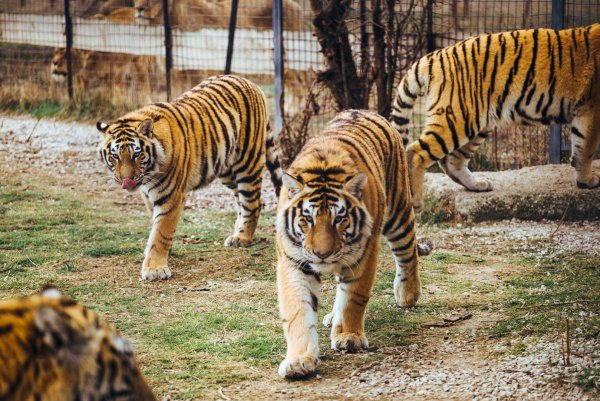 Парк Львов Тайган тигр