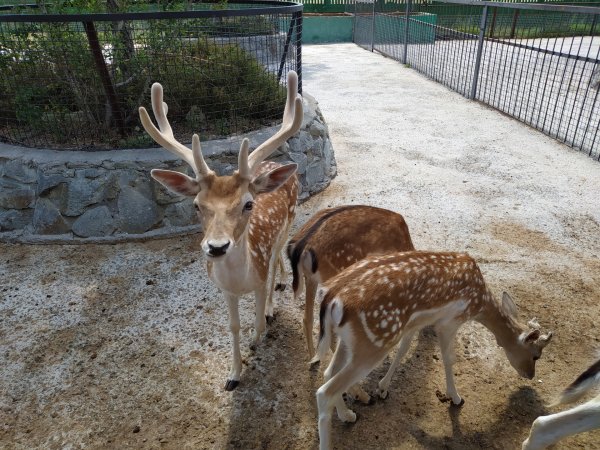 Сафари парк Белогорск