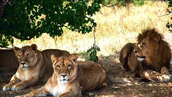 Тайган сафари парк в Крыму