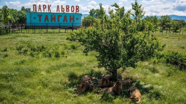 Белогорский сафари-парк Львов «Тайган»