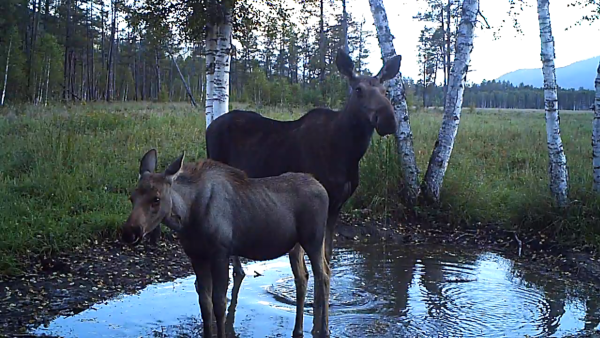 Национальный парк Чикой животные
