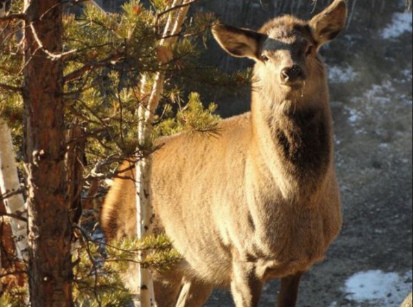 Красный Чикой нац парк