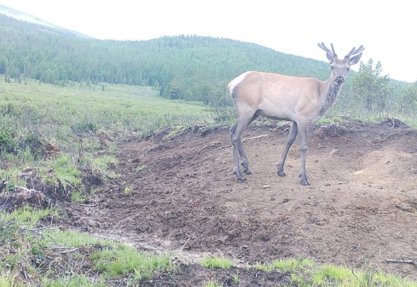 Национальный парк Чикой Забайкальский край
