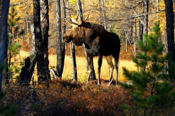 Национальный парк Алханай животные