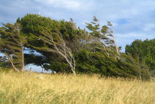Сильный ветер
