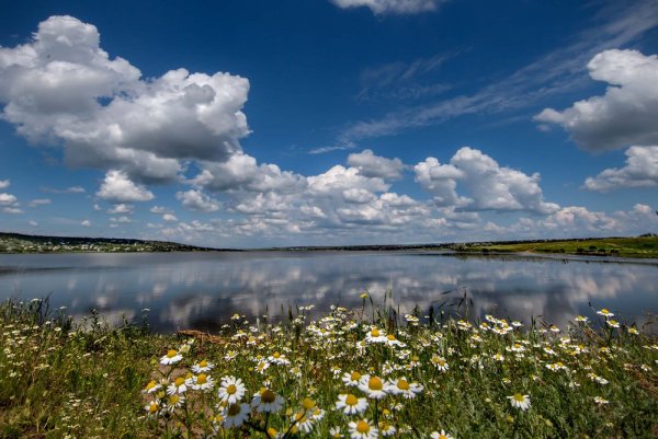 Ромашковый берег