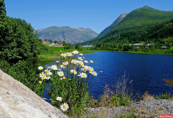 Ромашки в горах