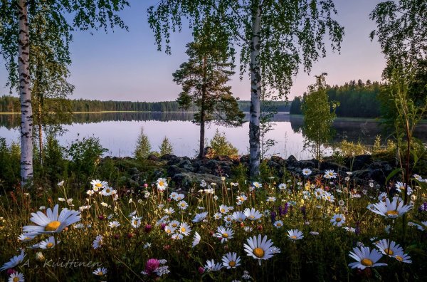 Природа березы ромашки
